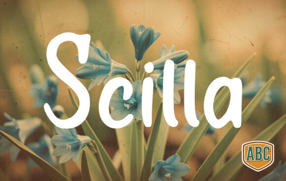 Scilla: A Typeface Built for Editorial Warmth and Structure